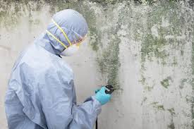 Professional Mold Prevention & Removal  in Warrior, AL